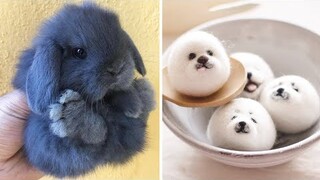 Cute baby animals Videos Compilation cute moment of the animals - Cutest Animals #6