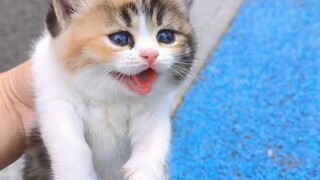 I met a chubby little calico cat. What kind of fairy cat mother is so good at feeding it?