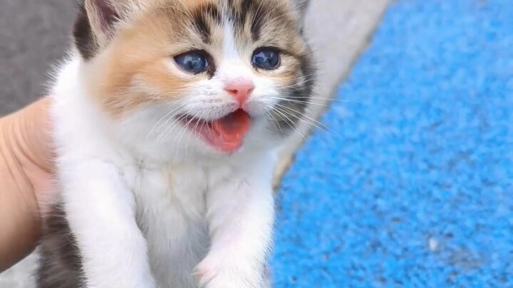 Aku bertemu kucing calico kecil yang montok. Induk kucing peri macam apa yang begitu pandai memberin