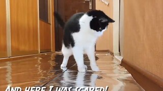 猫咪会在锡纸上走吗？