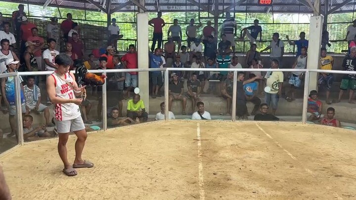 Talo stagtesting, pilay tari umayaw 🫡🐓10/05/26