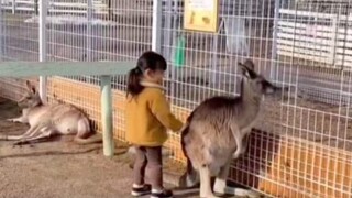 Animal Healing Behavior Awards