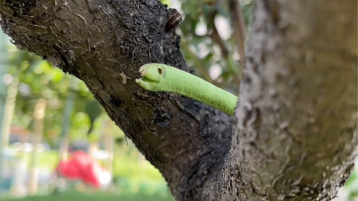 أي قسم أزور إذا تعرضت للدغة من هذا النوع من الثعابين؟ أنا خائف جدًا!