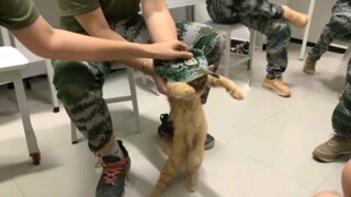 Aku suka banget sama kucing sakit kayak gini haha...