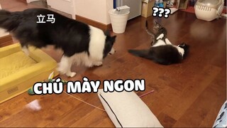 Không cho phép động vào mèo của anh! 🤣  | Pets TV