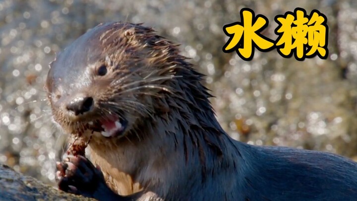 Otter: The Serious Haidilao