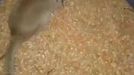 The mice are in trouble.