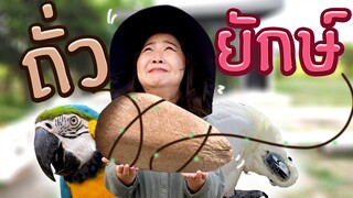 กล่องสุ่มนกแก้ว3 เจอถั่วยักษ์!!! เอ้ยยยยย EP.233