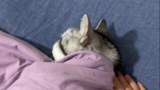 I can prove that cats, when spending a long time with humans, will gradually become more human-like.