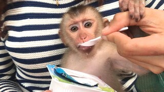 Mom feed Lay Heang Monkey yogurt