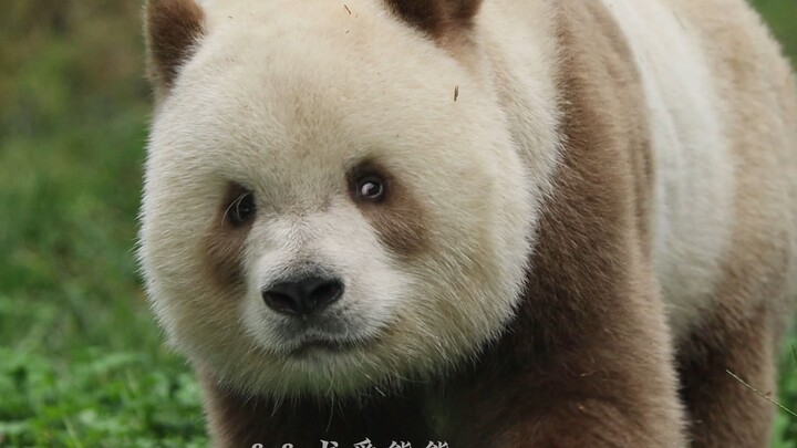 When the Handsome Seven Comes Toward You