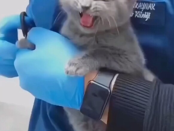 Mèo con bật chế độ tấn công