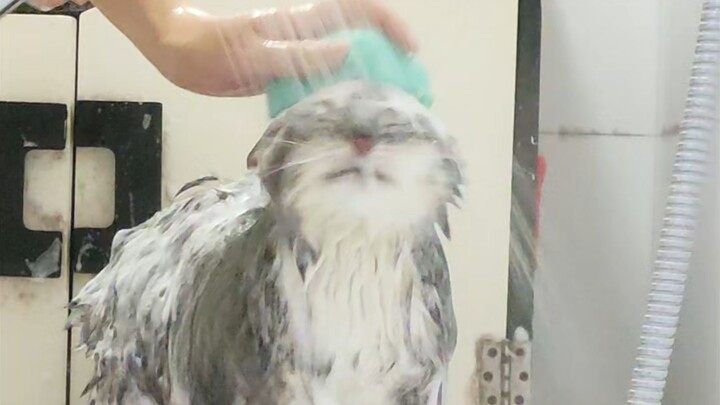 How does everyone bathe their kittens?