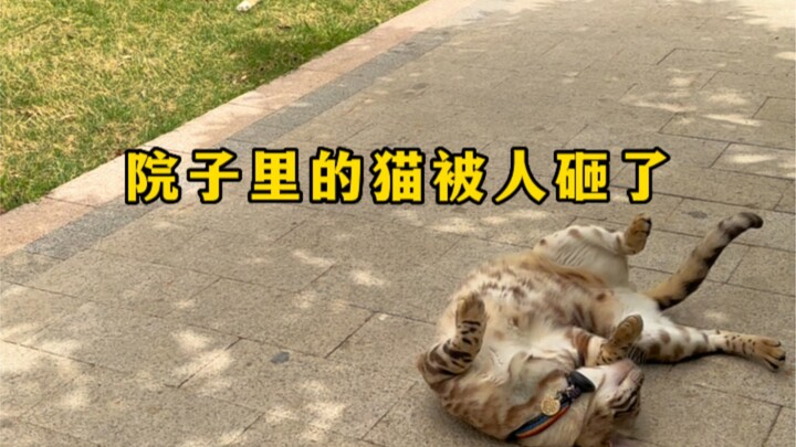 要给猫咪小院做安全升级了