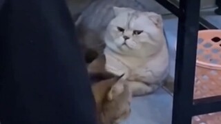猫咪：满意 给我！