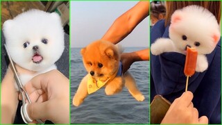 Funny and Cute Dog Pomeranian 😍🐶| Funny Puppy Videos #208