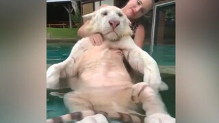 มองอะไร ไม่เคยเห็นลูกแมวอาบน้ำหรือไง?