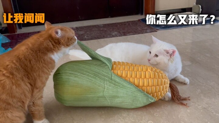Da Mi vs. Super Realistic Corn Pillow (Xiao Mi Joins in the Fun Daily)
