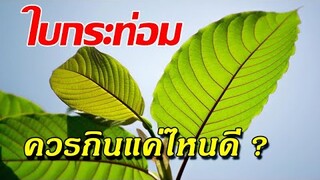 ใบกระท่อม กินเท่าไหร่ถึงจะดีต่อสุขภาพ