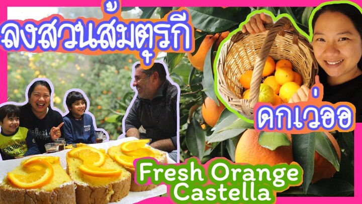 EP.70 เก็บส้มสดๆจากต้นมาทำเค้กไข่ส้มสด Fresh Orange Castella นุ่มๆหอมกลิ่นส้มนุ่มละลายในปาก