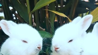Rabbit resting in a pot