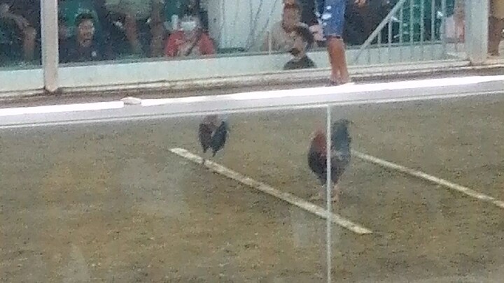 1xwinner Boston sweaterxtornado