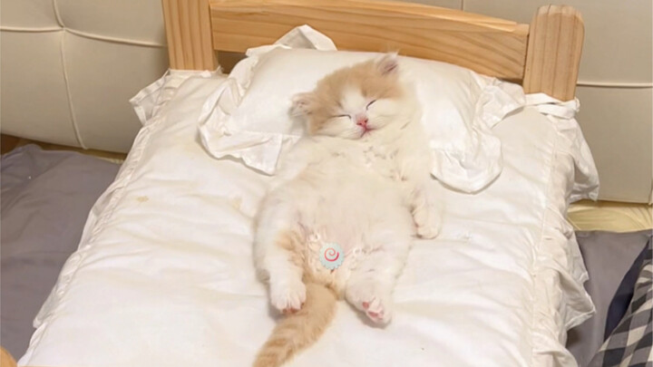 Menutupi kucing kecil pemalas dengan selimut