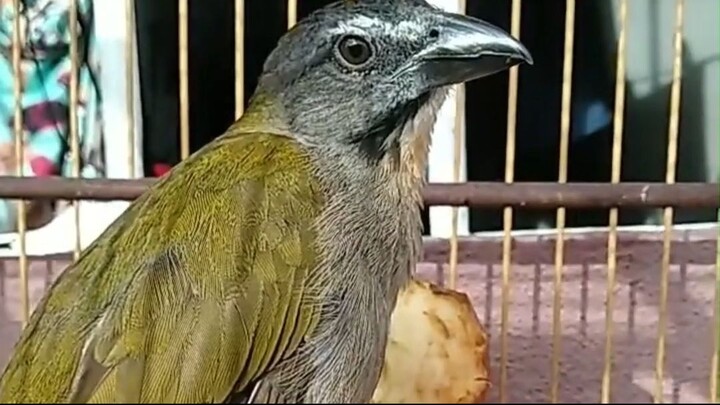 TEMPERA-VIOLA: VOCÊ CONFUNDE ELE COM O TRINCA-FERRO?