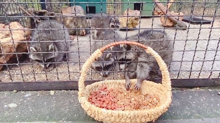 Các bạn gấu mèo nhỏ đã ăn hết một rổ hạt khô.