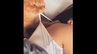 Tổng hợp video động vật siêu cưng