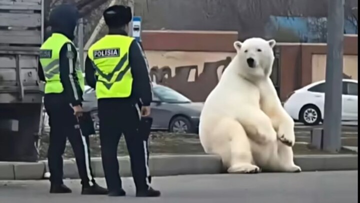 Bear: Just out of hibernation—still a bit groggy.