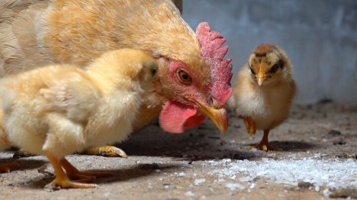 Huanong Brothers: The hen hatched 3 chicks. I'll get some rice to feed them.