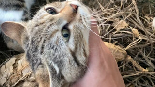 قطة ليهوا تقابل وحشًا مخيفًا برجلين