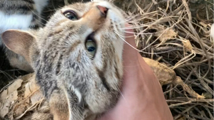 Mèo mướp gặp phải sinh vật hai chân đáng sợ