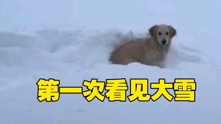 เมื่อเจ้าโกลเด้นรีทรีฟเวอร์เห็นหิมะครั้งแรก…
