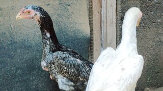 Shamo Eropa umur 3,5bln