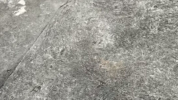 sweater hatch Crosses..4months old stag spar