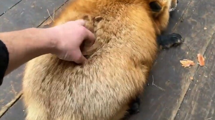 Robot Penjaga Rumah Otomatis Rusia untuk Sepak Bola Rugby