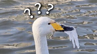 Animal Behavior Awards 238