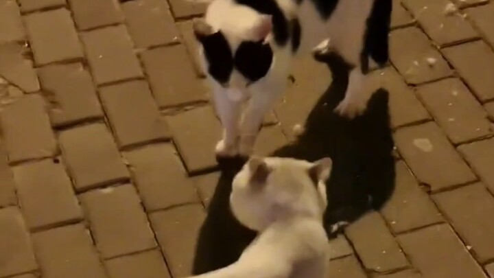 “Lão Ngô chuyên gây hấn nhất trong vũ trụ quan sát được”