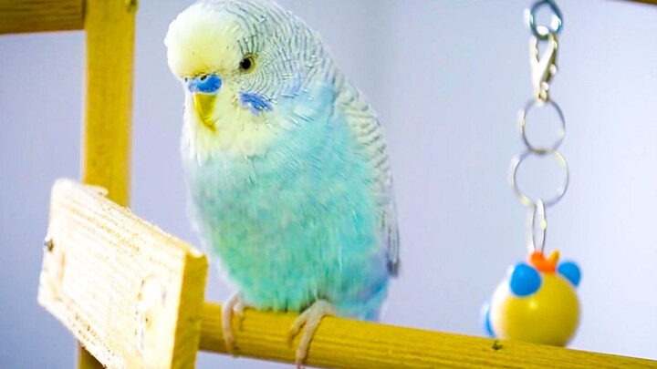 Warning! If your parrot shows these symptoms, it may already be sick!