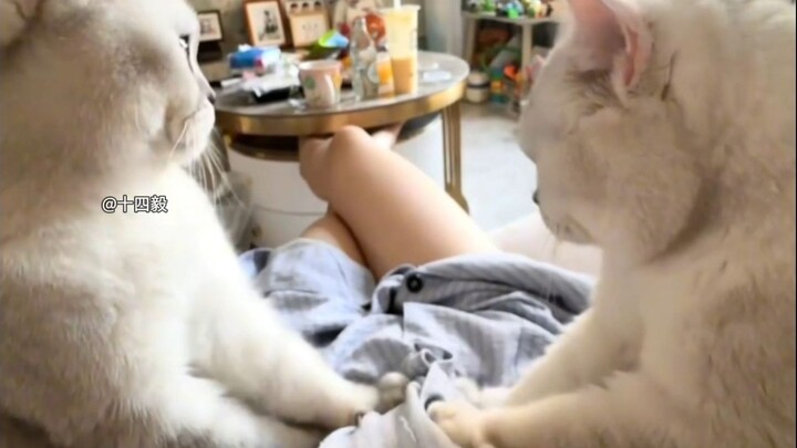 What exquisite cats! I wonder who's raising them?