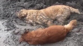 A collection of pet owners with high blood pressure: Why do dogs love rolling in mud?