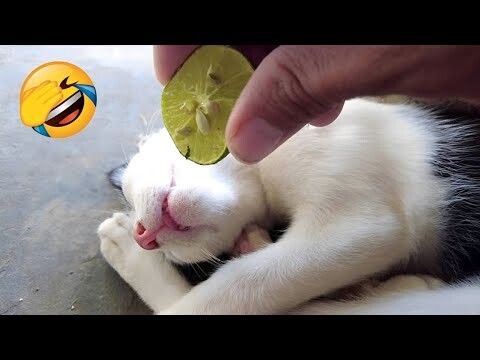 Hilarious animals will make you die laughing 😂