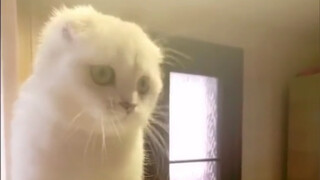Cat: Sincerely apologizes but refuses to change