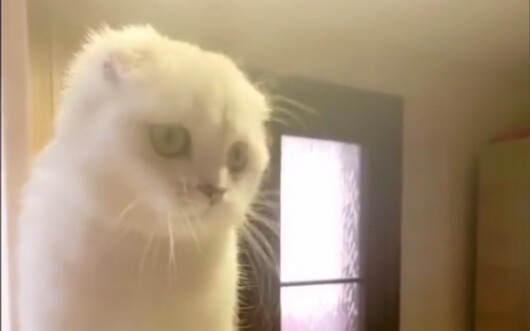 猫: 诚恳认错，打死不改