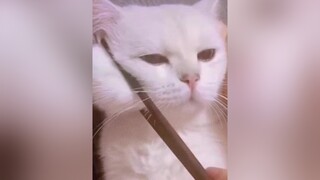 Cc thik 🐱 hay 🐶 hơn? 18h45 xuhuong meow chó_cưng cute 🐶🐱 yêuđộngvật Nguồn : Meow
