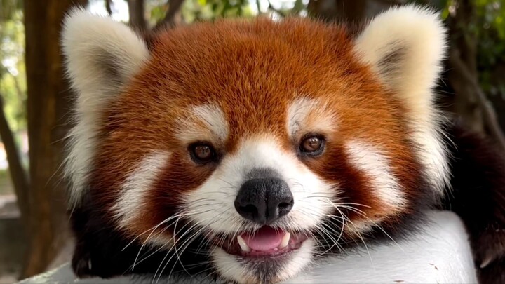 Panda Kecil: Menikmati hidup dengan santai, bersantai secara ilmiah