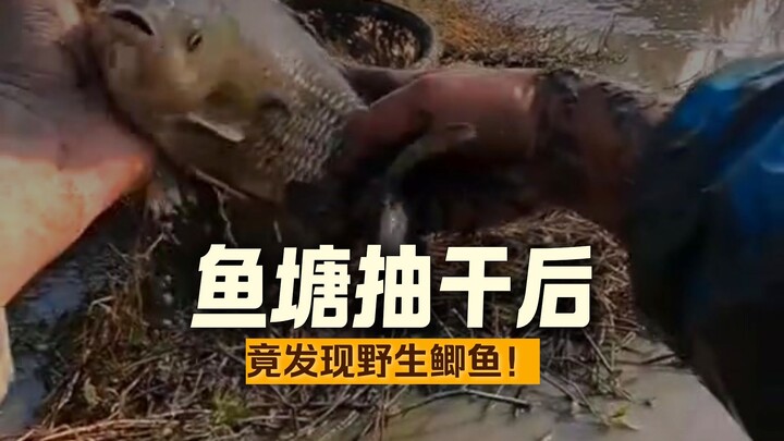 ปลาจีนสามารถงอกขึ้นมาได้เอง แถมตัวยังไม่เล็กด้วย!