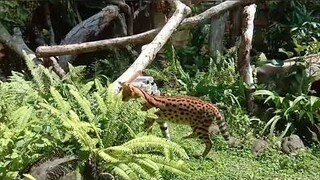 Lihat Hewan Langka Di Kebun Binatang Gembira Loka